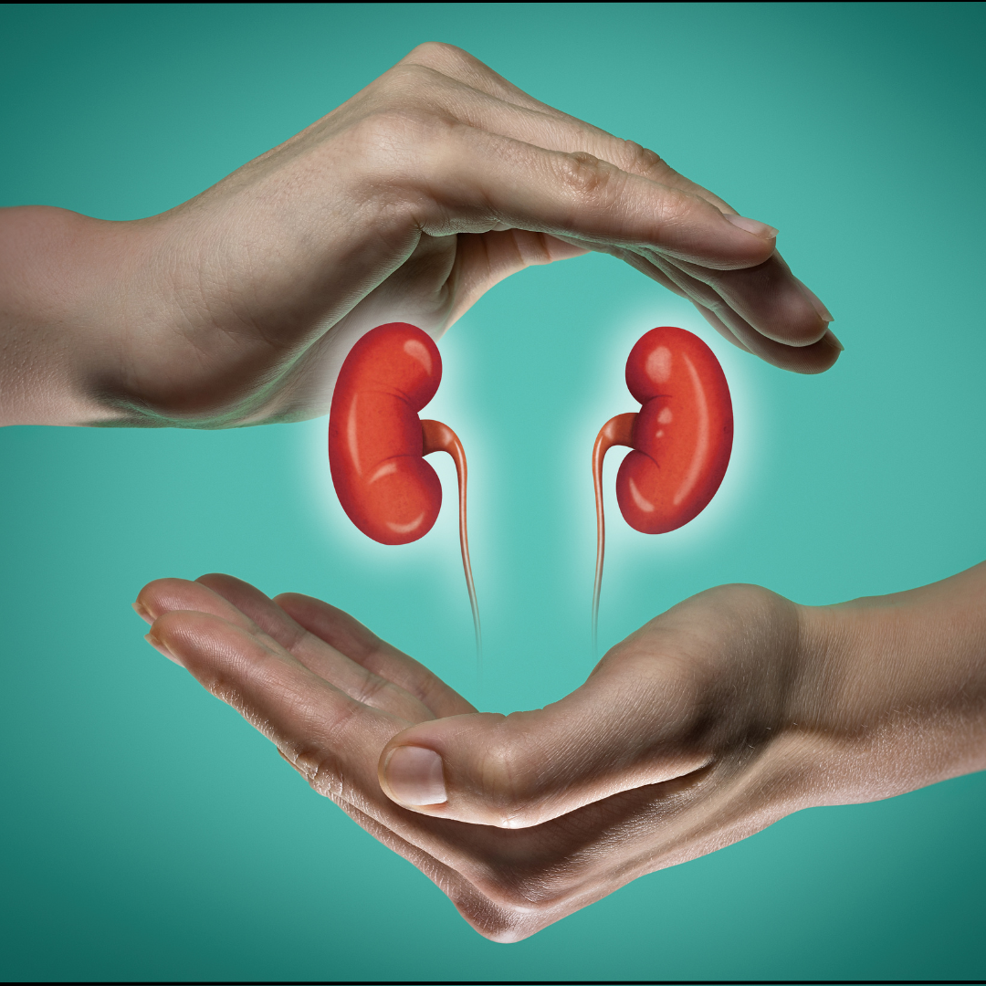 kidney 1 1